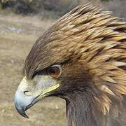 Golden Eagle