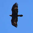 Aigle royal