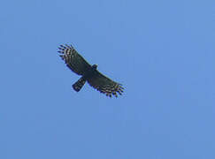Black Hawk-Eagle