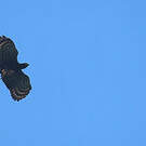 Aigle tyran
