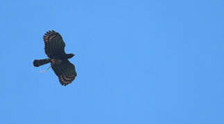 Black Hawk-Eagle