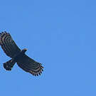 Aigle tyran