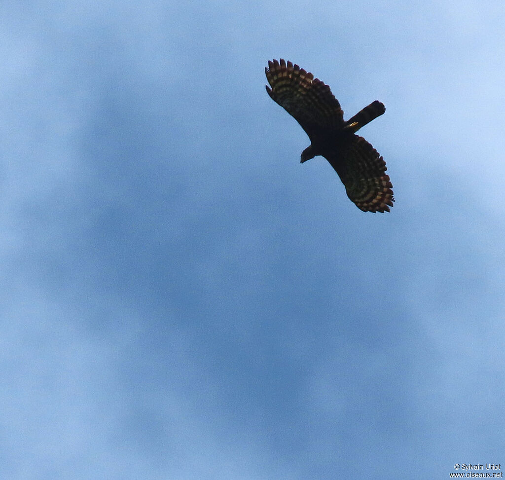 Aigle tyranadulte