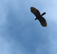 Black Hawk-Eagle