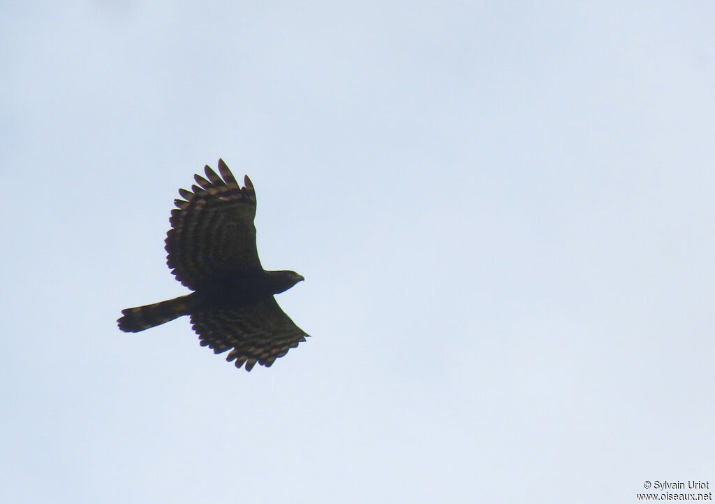 Aigle tyranadulte