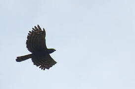 Black Hawk-Eagle