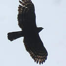 Aigle tyran