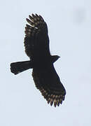 Black Hawk-Eagle