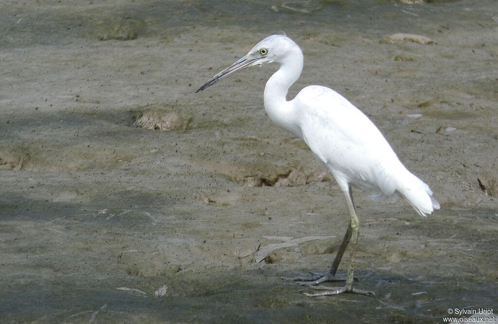 Aigrette bleueimmature