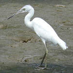 Aigrette bleue