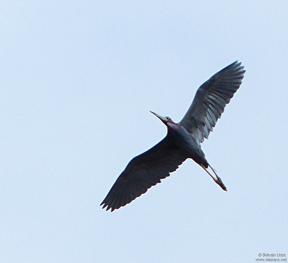 Little Blue Heronadult