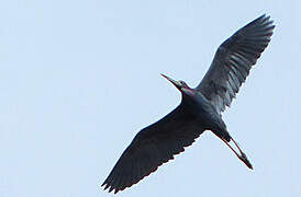 Aigrette bleue