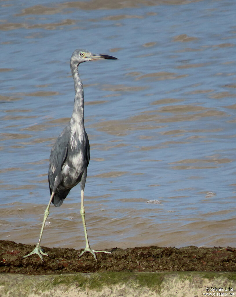 Little Blue Heronsubadult