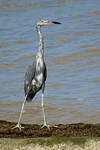 Aigrette bleue