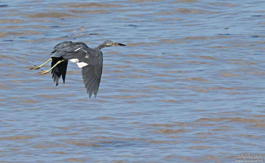 Little Blue Heronsubadult