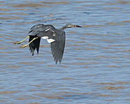 Aigrette bleue