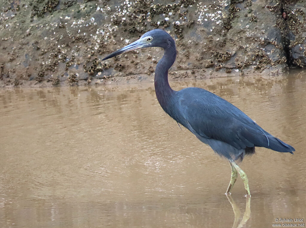 Little Blue Heronadult