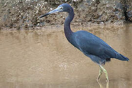 Little Blue Heron