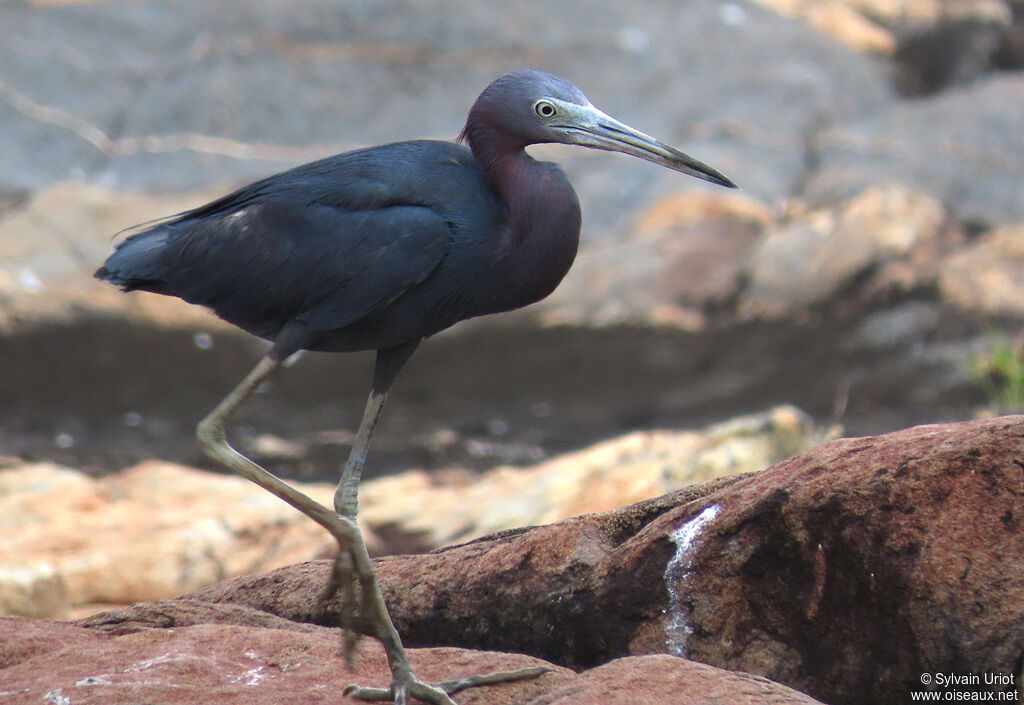 Little Blue Heronadult