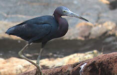 Aigrette bleue