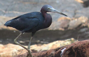 Aigrette bleue