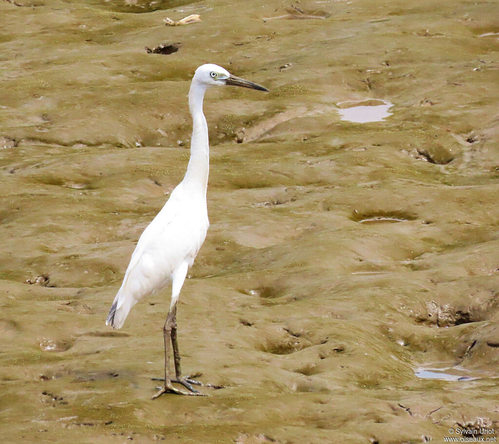 Aigrette bleuejuvénile