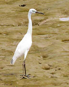 Little Blue Heron