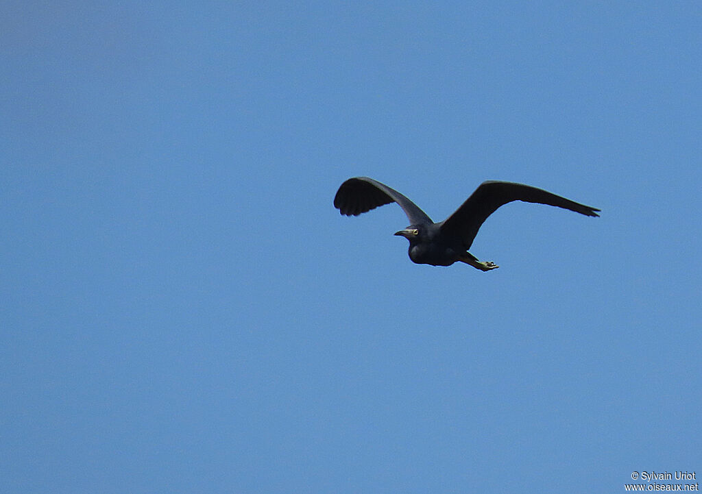 Little Blue Heronadult