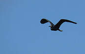 Aigrette bleue