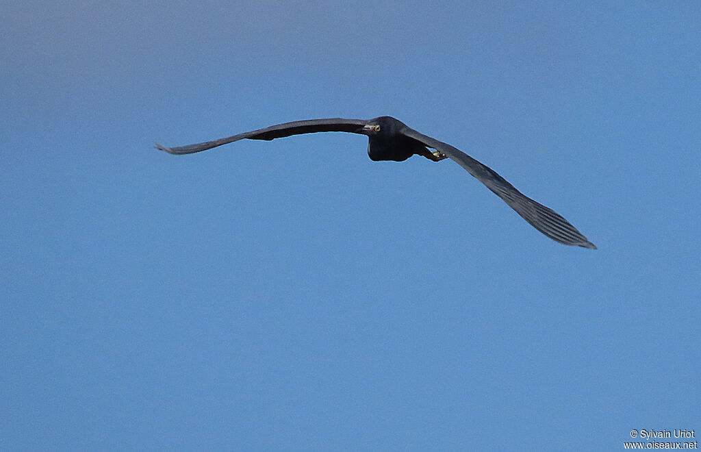 Little Blue Heronadult