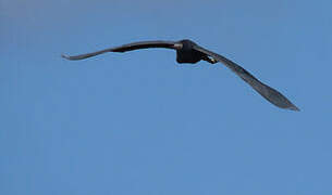 Little Blue Heron