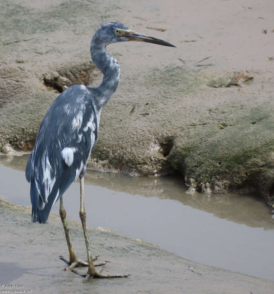 Aigrette bleuesubadulte