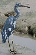 Aigrette bleue