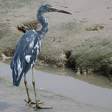 Aigrette bleue