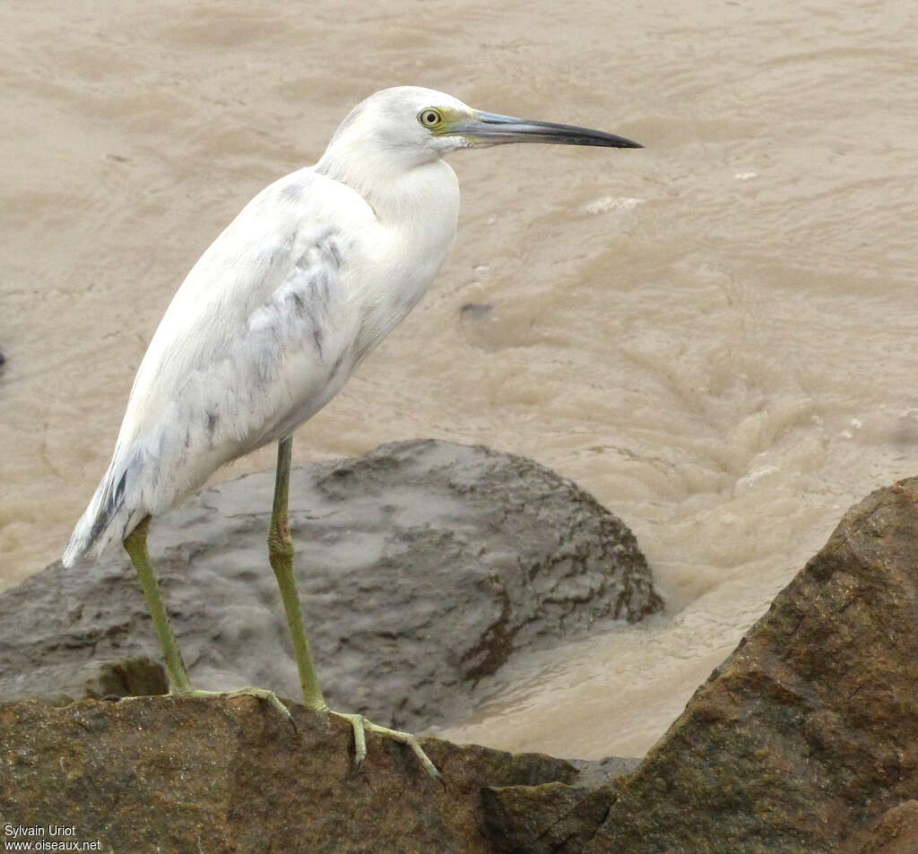 Aigrette bleue1ère année