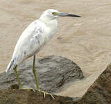 Aigrette bleue