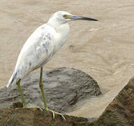 Little Blue Heron