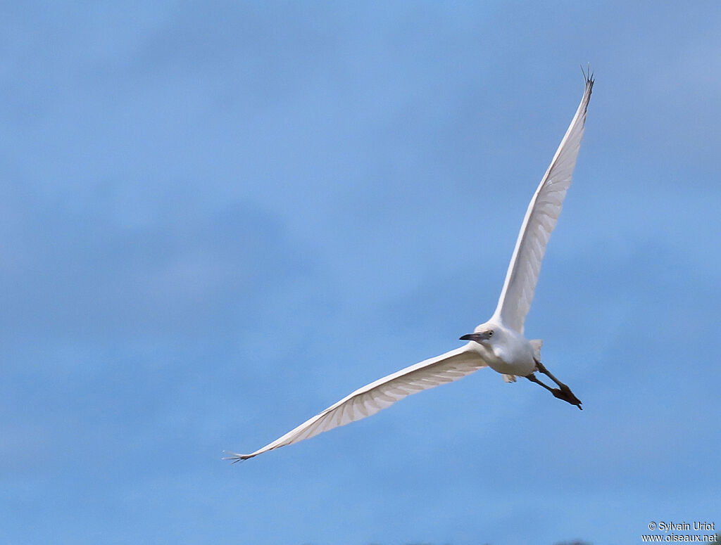 Aigrette bleuejuvénile