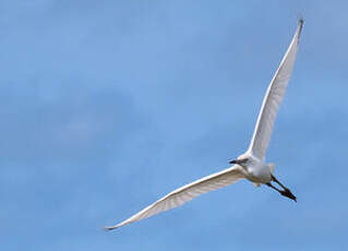 Aigrette bleue