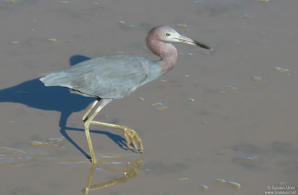 Aigrette bleueadulte