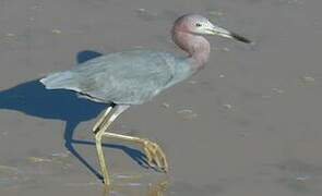 Little Blue Heron