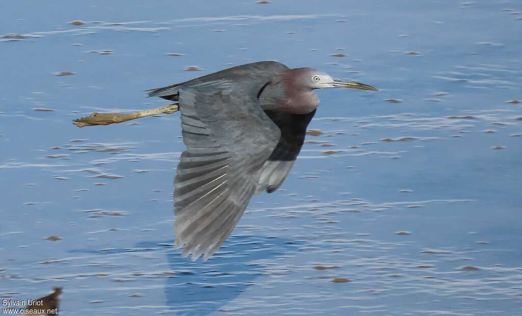 Little Blue Heronadult