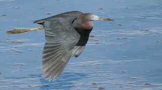 Aigrette bleue