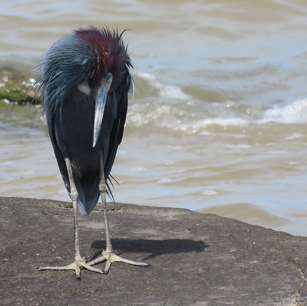 Little Blue Heronadult