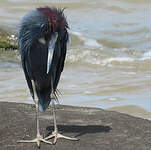 Aigrette bleue