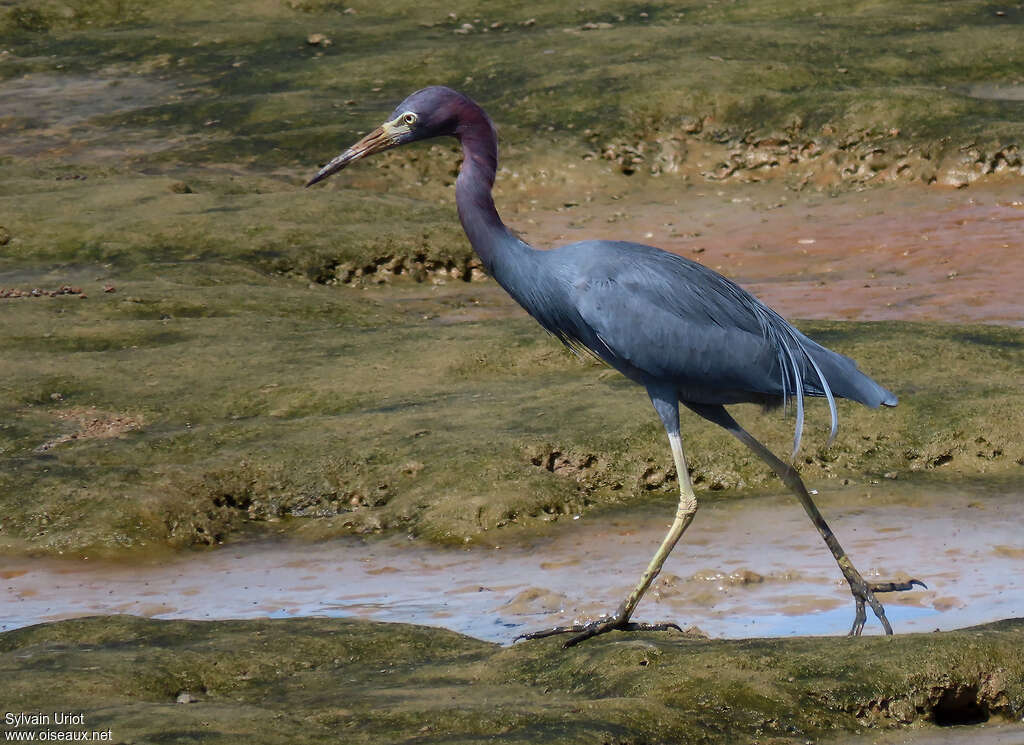 Little Blue Heronadult post breeding