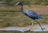 Aigrette bleue