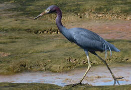 Little Blue Heron