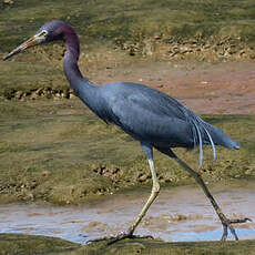 Aigrette bleue