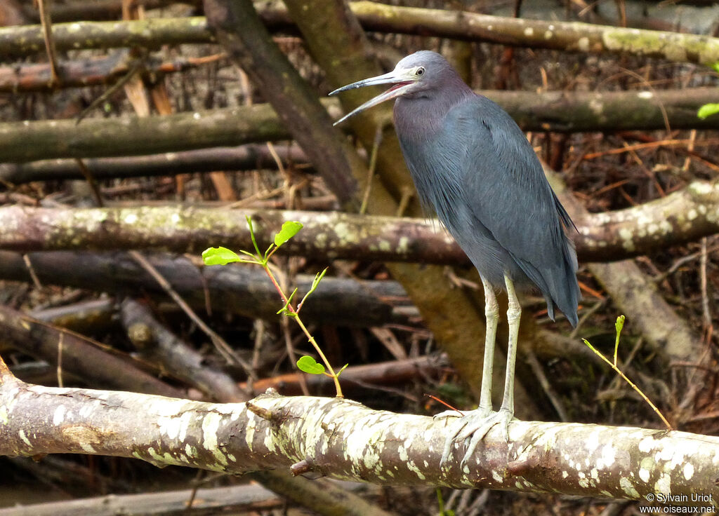 Aigrette bleue